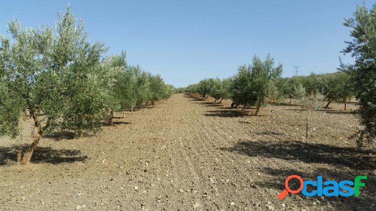 OLIVOS Y CORTIJO