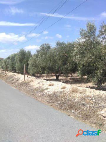 PARCELA EN CREVILLENTE