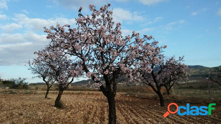 PARCELA HONDON DE LAS NIEVES