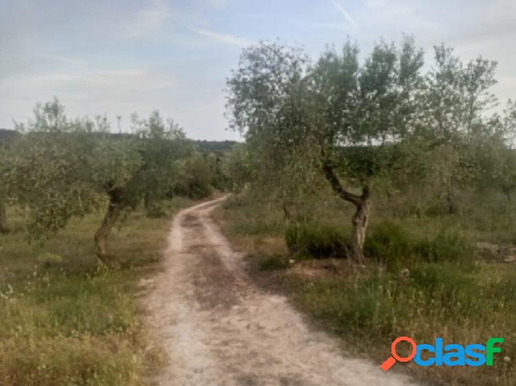 Preciosa finca de olivos con casa de piedra