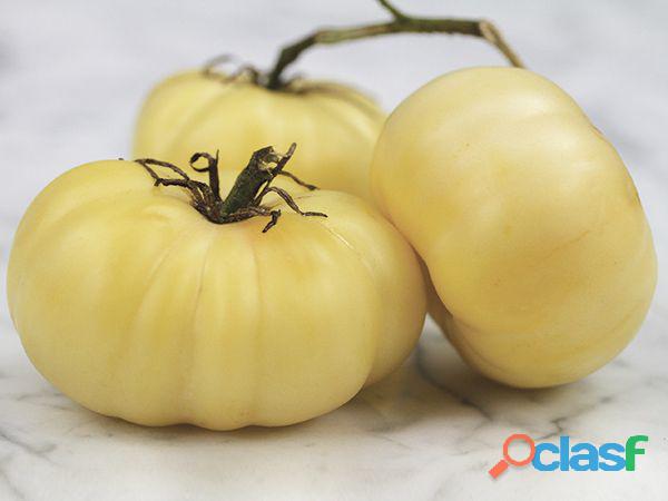 10 semillas tomate White Beauty