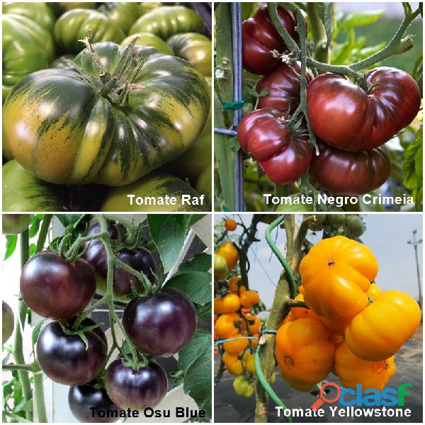 Pack 4 Variedades (todas) Tomates Raros Semillas