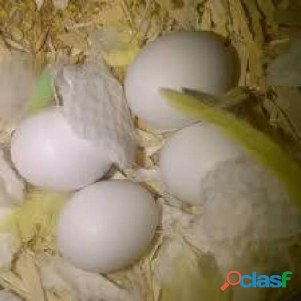 huevos son recolectados de aves