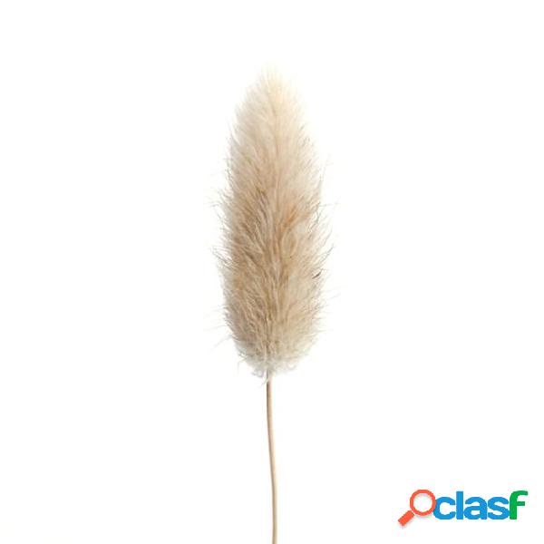 20 stems dried flower bunny tail natural plants floral