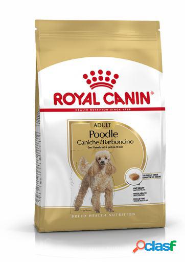 Poodle Adult Pienso para Perro Adulto Caniche 500 GR Royal