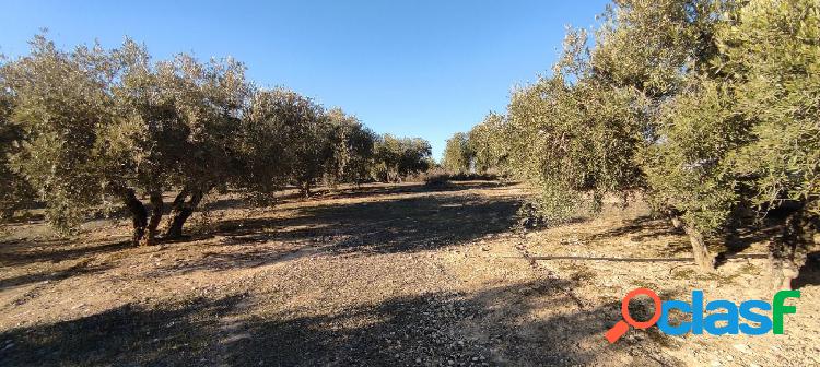 VENTA finca de olivos en paraje Lomas de vitar